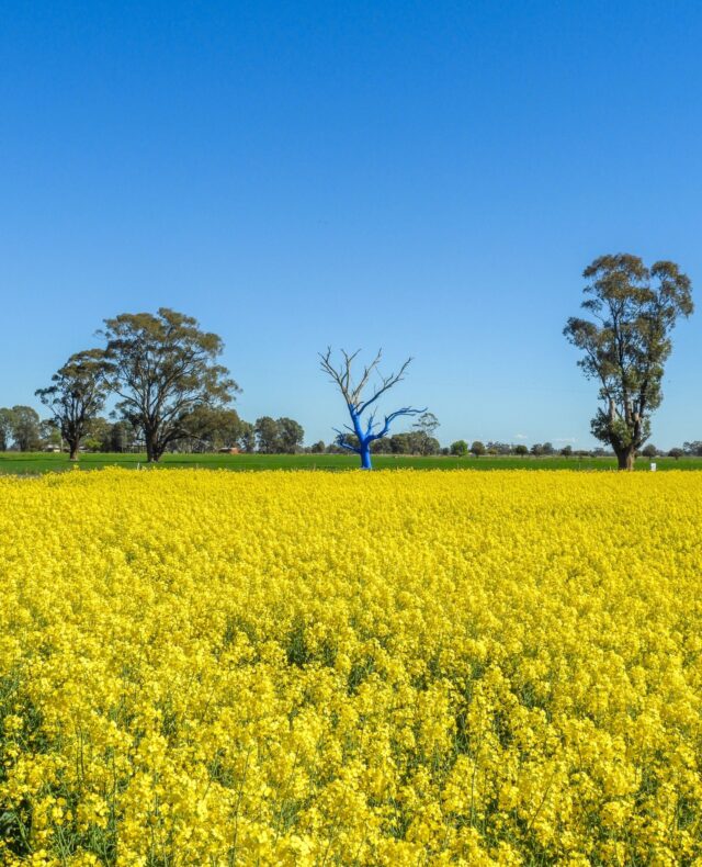 We fix headers, trucks, fences... but who looks after us? 🚜⁠
⁠
During harvest, we often look after our machinery better than ourselves... remember, you're the most important asset on your farm. Headers can be replaced. You can't. 💙 ⁠
⁠
If you're feeling flat, stressed or overwhelmed, reach out. Pick up the phone or two-way your neighbour for a chat. Staying connected is just as important as getting the work done.⁠
⁠
📍 Stanhope, VIC