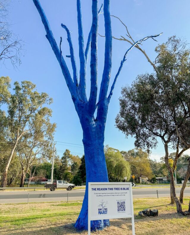 The reason this tree is blue... 💬 ⁠
⁠
It's a reminder that mental health is something worth talking about. Next time you come across a blue tree, take a moment to check in with yourself and those around you. ⁠
⁠
If you’re not feeling okay, reach out - whether it’s a friend, family, or a professional. Asking for help is always okay 🫂 ⁠
⁠
📍 Echuca, VIC.⁠
⁠
#bluetreeproject #bluetree #mentalhealth #mentalwellbeing #mentalhealthawareness #conversationstarter #notabooinbeingblue⁠