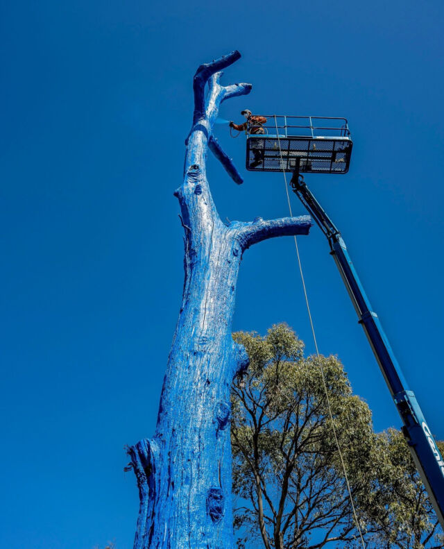 George Town has a new blue addition! ⁠
⁠
A huge thank you to Bell Bay Aluminium, AI's Painting Service, Specialist Access Equipment and Plant Hire & Dulux for helping with this incredibly tall blue tree! ⁠
⁠
📍 George Town, Lauriston Park, TAS⁠
⁠
#bluetreeproject #bluetree #mentalhealth #mentalwellbeing #mentalhealthawareness #conversationstarter #notabooinbeingblue #tasmania #lauristonpark #georgetown #bluepaint