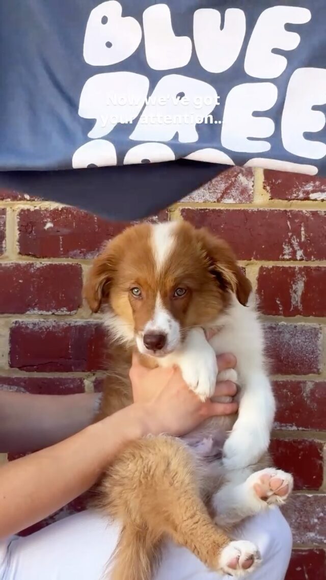 Your most loved tee is BACK IN STOCK!💙

This tee doesn’t just look good, it does good too. Wear your support and help us continue kickin’ the stigma of mental health.

These didn’t hang around long last time! Grab yours at link in bio (puppy not included) 🐶 🛒