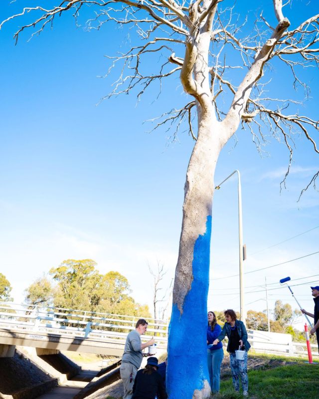 The new blue tree in Australia’s capital will be hard to miss! 👀 

A big shout out to the brave  @emmadavidson who got up in the bucket to help paint the tree! 👏

We are so grateful to the teams involved to help make this happen. @act_government @higgins_coatings 

#mentalhealth #canberra