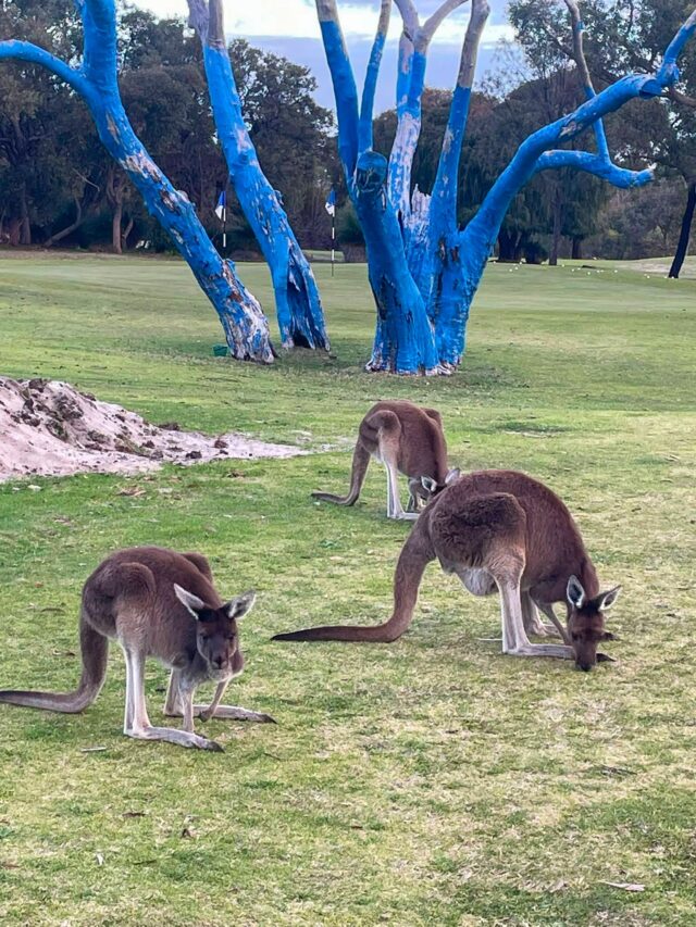 A little reminder from this mob 🦘

Every time you spot a blue tree, let it be a nudge to check in. On how you’re going, the mate you haven’t seen in a while, or someone who’s been on your mind.

And if you’re the one doing it tough, reach out to someone you trust or a support service. You don’t have to carry it on your own.

A quick yarn, message or cuppa can go a long way. The more openly we talk about mental health, the more we show people there’s space to speak up too 💙