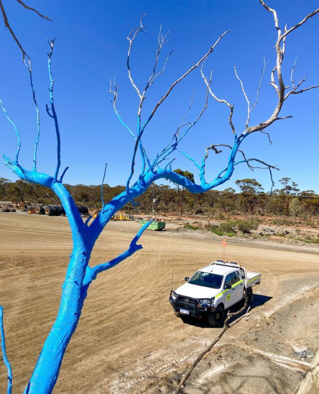 Let’s talk about resilience and why it’s not about “toughing it out” 💭⁠
⁠
True resilience isn’t about pushing through harm or ignoring your emotions - it’s about knowing your limits, asking for support when needed, and adapting to life’s challenges while prioritising yourself 💙⁠
⁠
📍St Ives Mine, WA⁠
⁠
#bluetreeproject #bluetree #mentalhealth #mentalwellbeing #mentalhealthawareness #conversationstarter #notabooinbeingblue⁠