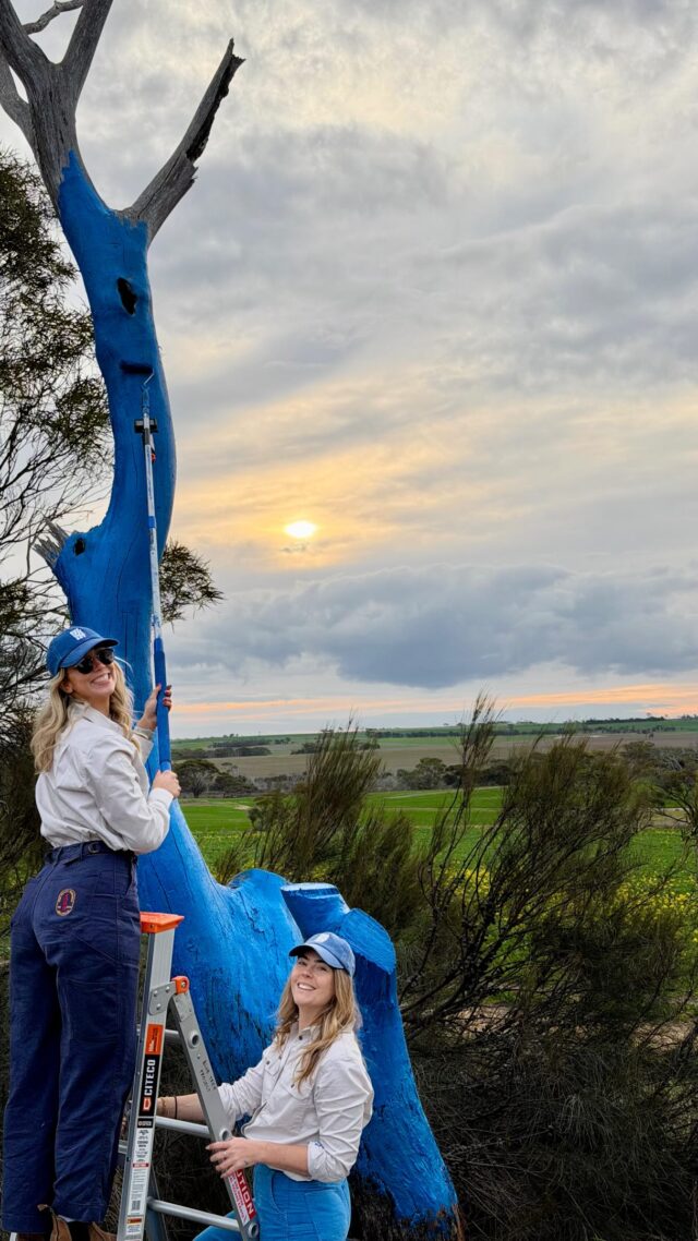 DAY 8 ON THE ROAD 🚙 

It was a BIG, and rather eventful travel day for the team! Our painting skills weren’t the only thing put to the test… our tyre changing abilities got a solid workout too. Safe to say our Regional Tour always keeps us on our toes!

📍Next Stop: Gnowangerup for a community BBQ sundowner. We can't wait to see you there!