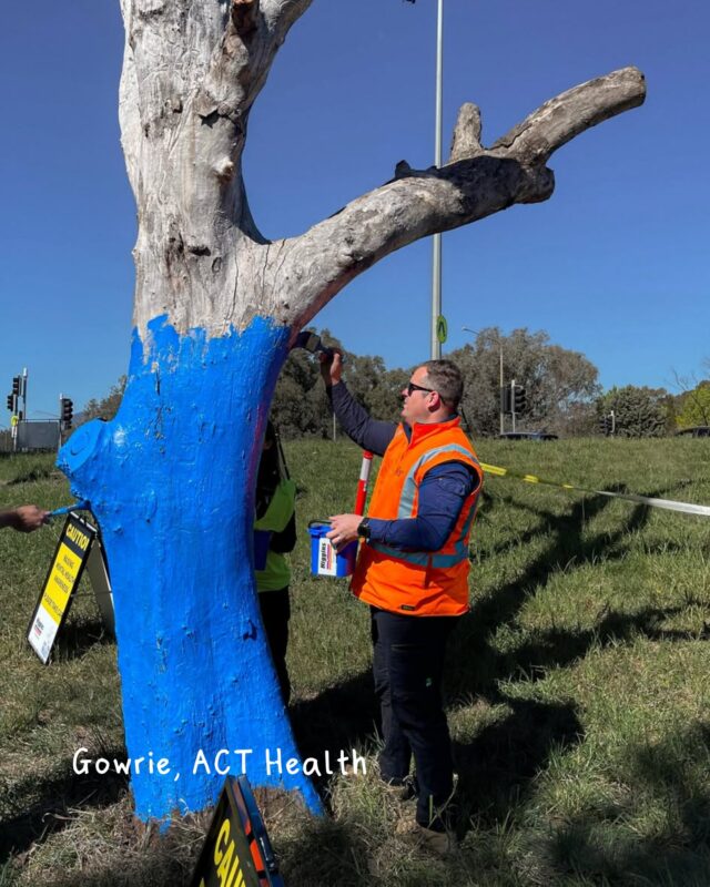 Last week marked World Mental Health Day and National Paint a Tree Blue Day, a special chance for communities to come together and talk about mental health 💙⁠
⁠
From striking Blue Tree sculptures to community painting days and sporting fundraisers, we loved seeing all the creative ways you chose to raise mental health awareness. ⁠
⁠
Thank you to everyone who chose to mark the day with us. Let's keep the conversations going and build a mentally healthier future! 🙌