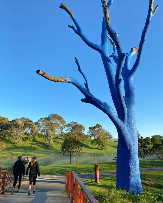 Every time you see a blue tree, remember that someone wants you to know you're not alone, and there's always support out there.

A friend who walks alongside you when times are tough and words don't come easily.

A counsellor who can sit with you and listen. Or a psychologist who helps you untangle what's been building up inside and find your way forward again, one step at a time.

When we talk more openly about mental health, it starts to feel less heavy, less hidden. This helps shift the culture, break down stigma and encourages our loved ones to speak up and reach out before they reach crisis point.

📍  Mount Barker Park SA, Australia